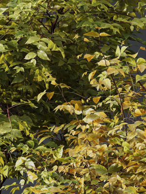 fall-bush-6-different-bush-3d-model-fdfa2e291d
