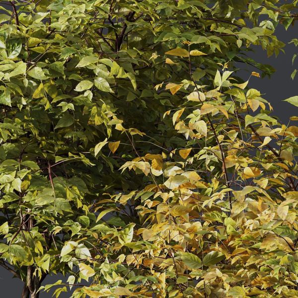 fall bush-6 different bush