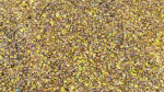 Fallen-Leaves 02
