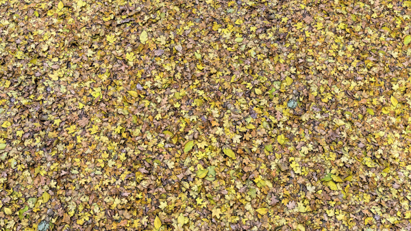 Fallen-Leaves 02