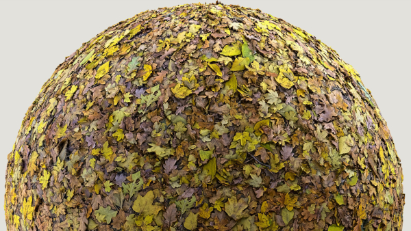 Fallen-Leaves 02