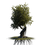 fantasy tree animated