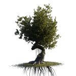 fantasy tree animated