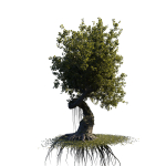 fantasy tree animated