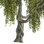 Fantasy weeping tree