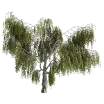 Fantasy weeping tree