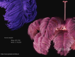 Feather Modern Chandelier  Vray - CORONA - FBX - OBJ