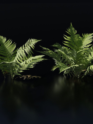 fern-collection-3d-model-obj-fbx-blend