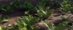 Fern Collection ferns growing in dirt
