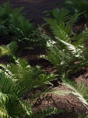 Fern Collection ferns growing in dirt