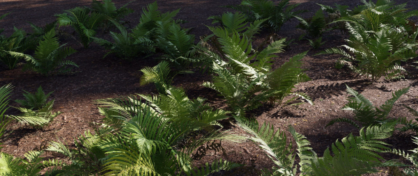 Fern Collection ferns growing in dirt