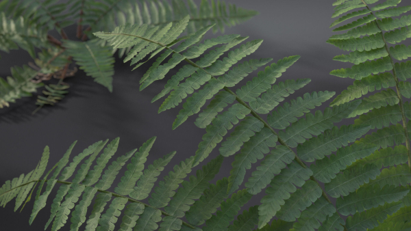 Fern Dryopteridaceae  VFX Grace