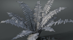 Fern Dryopteridaceae  VFX Grace
