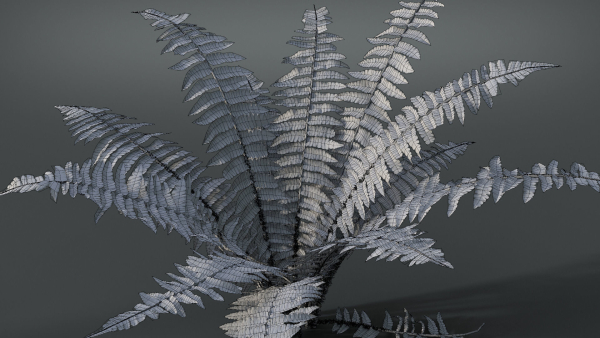 Fern Dryopteridaceae  VFX Grace