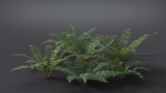 Fern Dryopteridaceae  VFX Grace