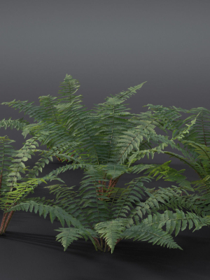 Fern Dryopteridaceae  VFX Grace