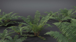 Fern Dryopteridaceae  VFX Grace