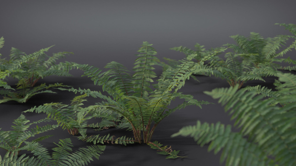 Fern Dryopteridaceae  VFX Grace