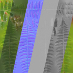 Fern Dryopteridaceae  VFX Grace