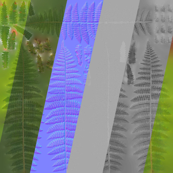 Fern Dryopteridaceae  VFX Grace