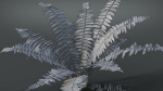 Fern Dryopteridaceae  VFX Grace