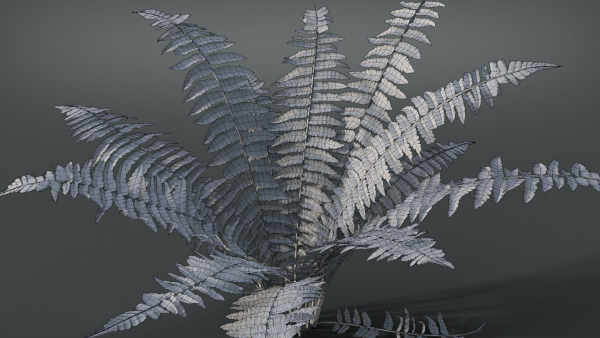 Fern Dryopteridaceae  VFX Grace
