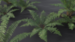 Fern Dryopteridaceae  VFX Grace