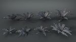 Fern Dryopteridaceae  VFX Grace