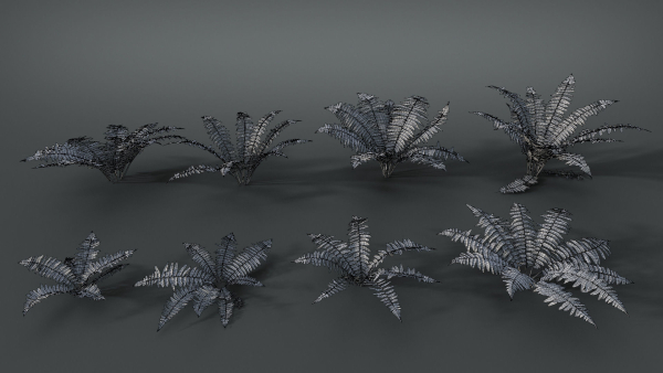 Fern Dryopteridaceae  VFX Grace