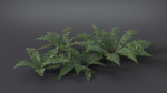 Fern Dryopteridaceae  VFX Grace