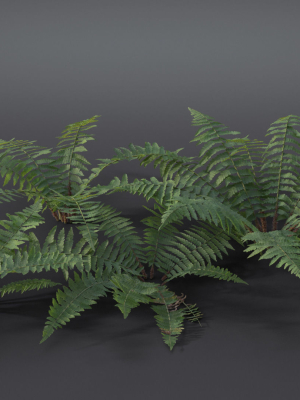 fern-dryopteridaceae-vfx-grace-3d-model-7b6019f946