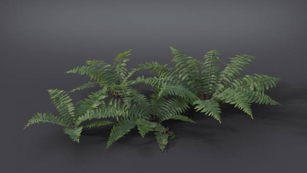 Fern Dryopteridaceae  VFX Grace