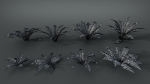 Fern Dryopteridaceae  VFX Grace