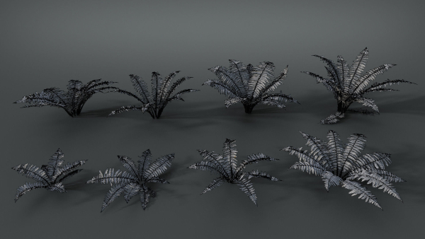 Fern Dryopteridaceae  VFX Grace