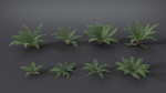 Fern Dryopteridaceae  VFX Grace