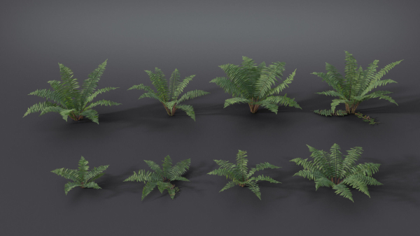 Fern Dryopteridaceae  VFX Grace