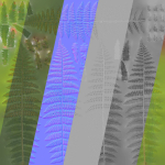 Fern Dryopteridaceae  VFX Grace