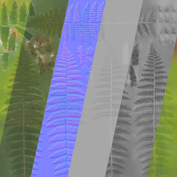 Fern Dryopteridaceae  VFX Grace