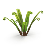 Fern Phyllitis Scolopendrium