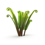 Fern Phyllitis Scolopendrium