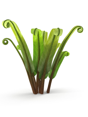 fern-phyllitis-scolopendrium-3d-model-11fdcc68b4