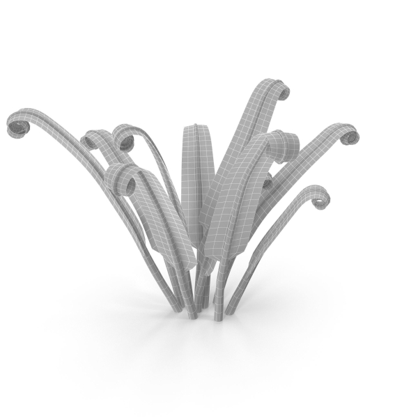 Fern Phyllitis Scolopendrium
