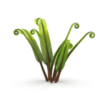 Fern Phyllitis Scolopendrium