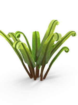 Fern Phyllitis Scolopendrium