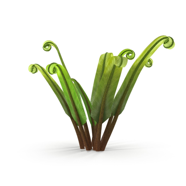 Fern Phyllitis Scolopendrium