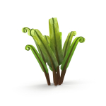 Fern Phyllitis Scolopendrium