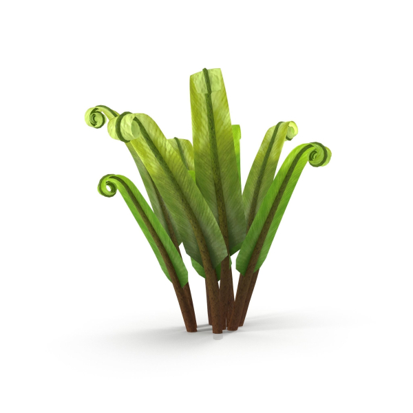 Fern Phyllitis Scolopendrium