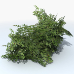 Fern Shrub Bush