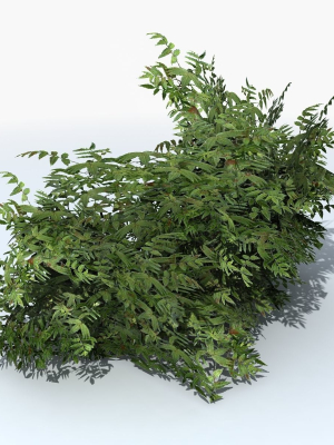 fern-shrub-bush-3d-model-max-obj-3ds-fbx