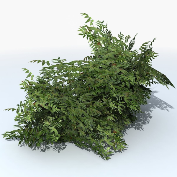 Fern Shrub Bush